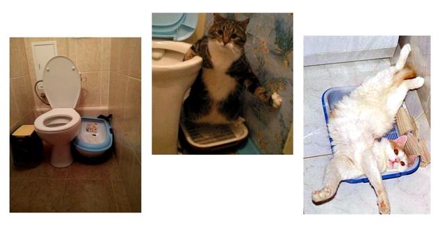 Куда поставить лоток для кошки смотреть онлайн