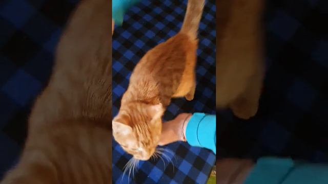 Если котик не идёт на контакт, с ним общаются и играют, снимают стресс смотреть онлайн