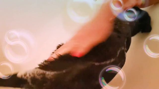 Первое купание щенка лабрадора смотреть онлайн