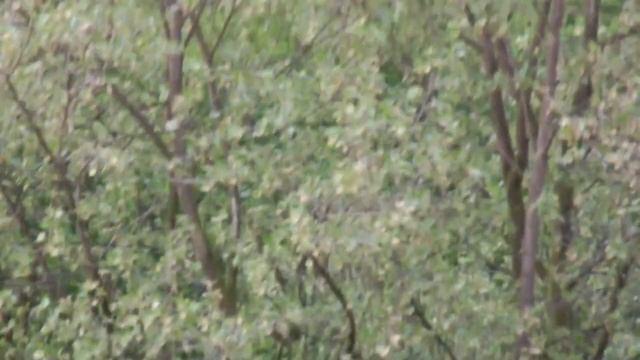 Fujifilm X-S1 sample footage nr1 how it handles manual focus смотреть онлайн