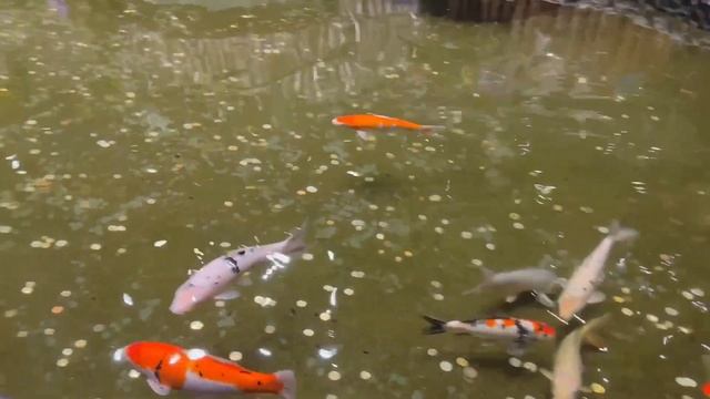 Прилетели на Филиппины /оформление/ первые шаги/