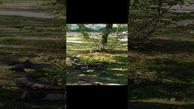 Утро за окном и пташки смотреть онлайн
