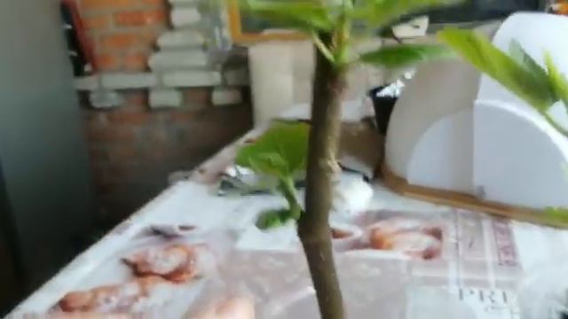 инжир укоренение черенками часть 2. видео с ютуб канала в саду у Нилы. смотреть онлайн