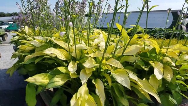Hosta Gold Standard смотреть онлайн
