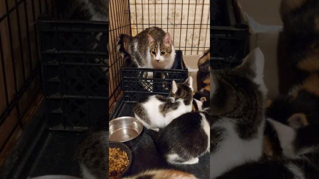 Выброшенные кошка с котятами смотреть онлайн