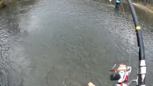 Рыбалка на таежной речке  Хороший клев хариуса на поплавочную снасть