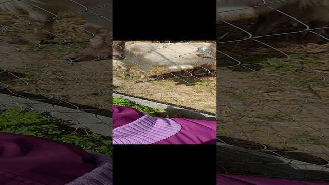 Коза. Кормим козу. смотреть онлайн