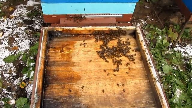 Замена доньев и проверка осыпи клеща после обработки смотреть онлайн