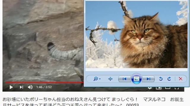 животное Манул это химера смотреть онлайн