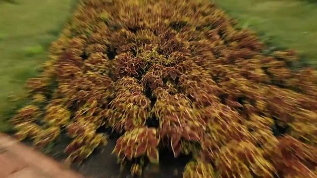 Panasonic AG-AC130AEN смотреть онлайн