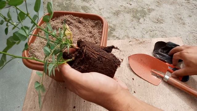 How to Plant Rose in a Pot | Best Way to Plant Roses смотреть онлайн