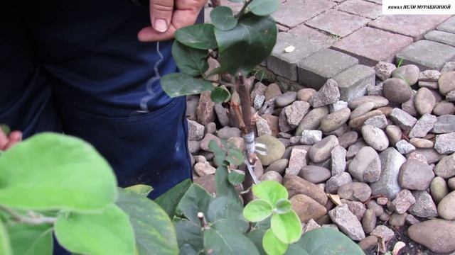 Результат летней прививки ХЕНОМЕЛЕСА на ШТАМБ. Ревизия почек. смотреть онлайн