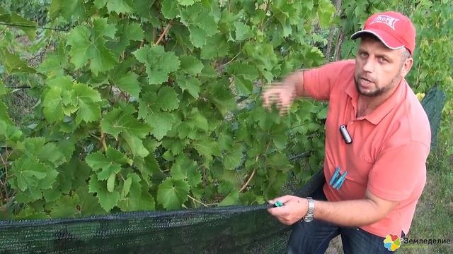 Защита винограда от птиц, ос, града и солнца Органический виноград Евгения Пригаровского смотреть онлайн