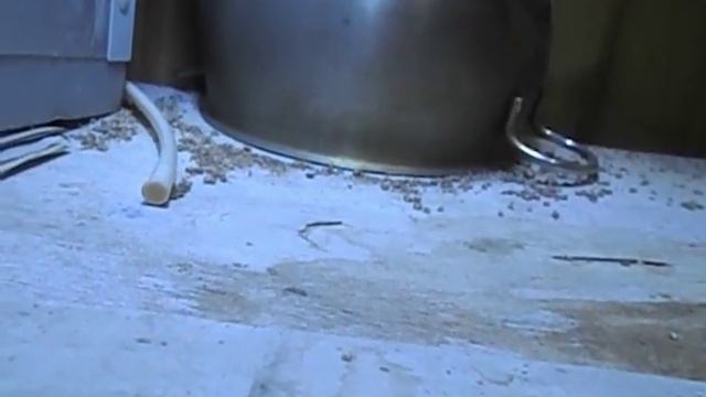 Суточный Цыплёнок ЮньЯн (порода китайская чёрнокожая, чёрномясая) смотреть онлайн