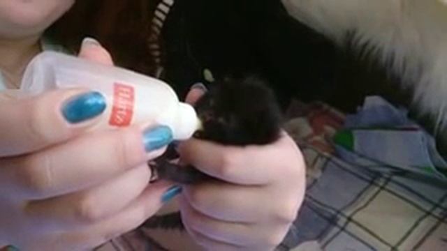 кормление котенка,11 дней смотреть онлайн