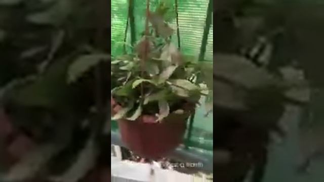 Plant Profile: Tradescantia Variegated / Wandering Jew смотреть онлайн