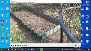 Бабушкин ликбез. День 93. Княженика. Посадка и уход. Новинка нашего сада