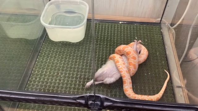 Кормление тигрового питона крысой!!! смотреть онлайн