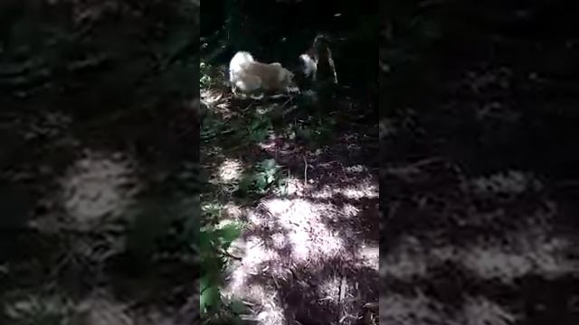 ТикТок охотники, собаки разрывают барсука лайка, гончак русская гончая в деле смотреть онлайн