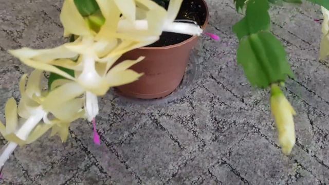 Дом в цветах// Комнатные цветы//Цветут декабристы. смотреть онлайн