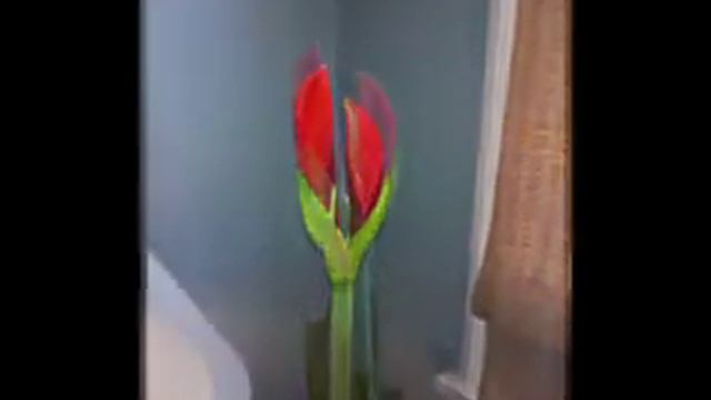 Winter Project: Amaryllis смотреть онлайн