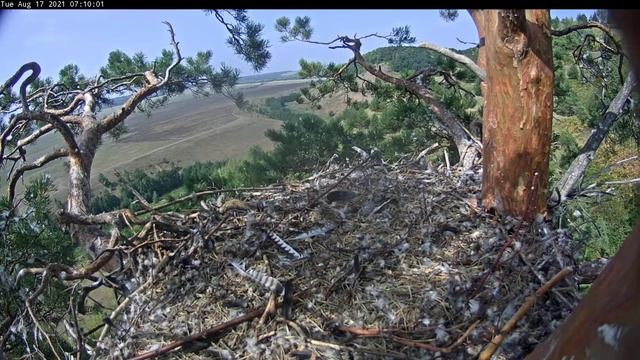 17.08.2021 10:10 Предположительно Айдрка перелетает с дерева, которое за стволом сосны на верхушку смотреть онлайн