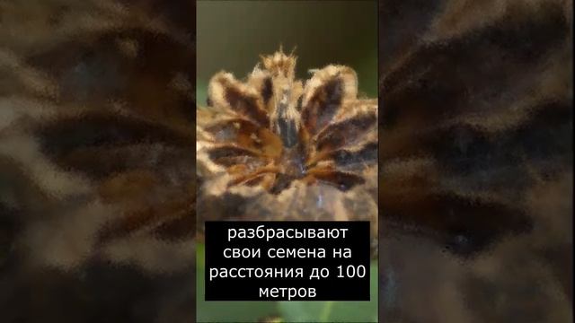 Самое опасное Дерево в Мире | Страшилки Шортс смотреть онлайн