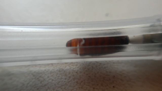 Белок в домашних условиях для муравьев/ Муха из опарыша для муравьев. смотреть онлайн