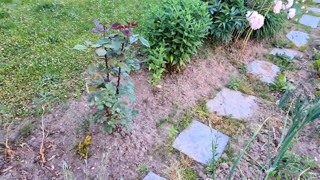 Не узнали дачу/Как всё изменилось?? смотреть онлайн