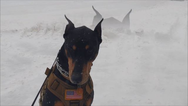 Ace the Doberman and the snow doesn't stop смотреть онлайн