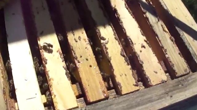 Пасека через несколько дней молодые матки начнут червить смотреть онлайн