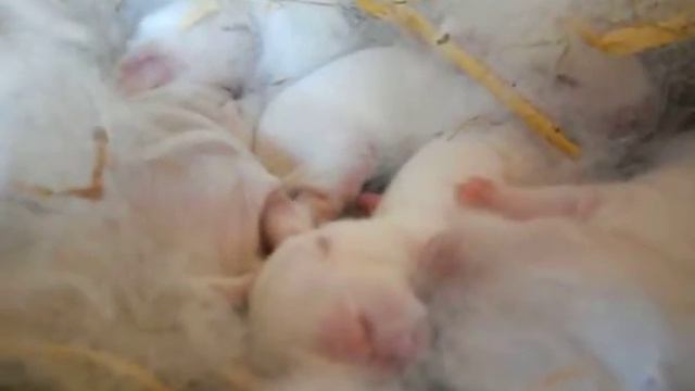 Королевство кроликов,малыши. смотреть онлайн