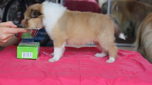 Щенок колли, кобель №4 смотреть онлайн