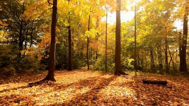Wonderful Relaxation Music For Miditations|Замечательная расслабляющая музыка для медитации. смотреть онлайн