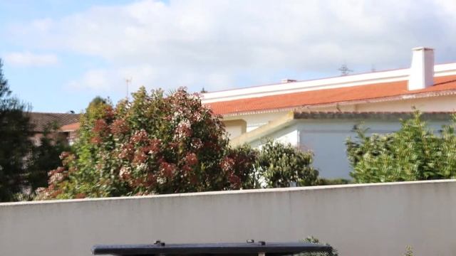 Acer Palmatum - Orange Dream & Atropurpureum (Corte de tocos) смотреть онлайн