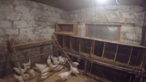 Расширяем пространство для птицы 14.03.2019 год