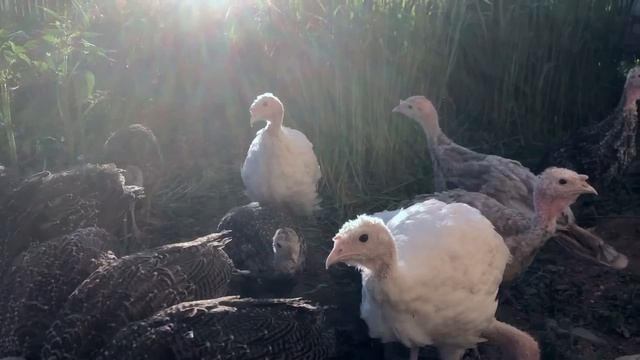 #100. Безопасный выгул для птицы. Взяли индюшат. [Жизнь на своей земле] смотреть онлайн
