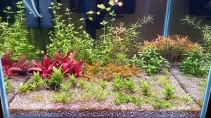 Фосфат и железо в аквариуме. Ксенококус и хлороз аквариумных растений.