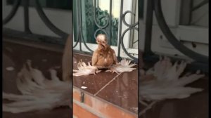 Голубятня кормление и пискуны голубей. Двухчубые голуби. Tauben. Pigeons. Pombos. Palomas. کبوترها