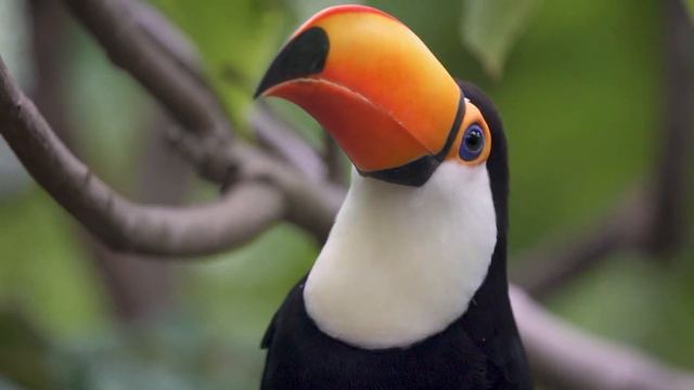 Cute Baby Animals - Embracing The Delightful World Of Baby Animals With Relaxing Piano Music (Color смотреть онлайн