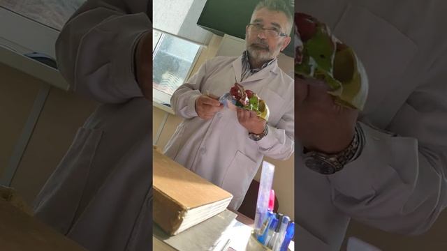 мозговой отдел черепа 1 часть