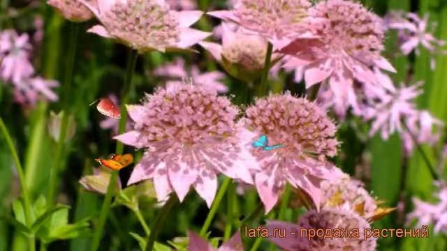 Астранция наибольшая Розея (astrantia rosea) ? обзор: как сажать, рассада, саженцы астранции Розея смотреть онлайн