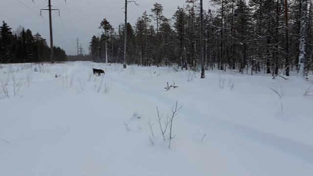 Мотобуксировщик - это вещь !!! смотреть онлайн