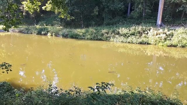 Rybník František 4.9.2021 смотреть онлайн