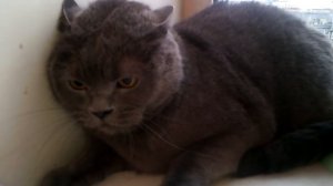 злой британский кот