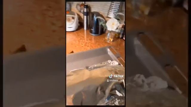 ОСЁТР-целиком в духовке смотреть онлайн