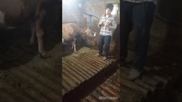 Jersey hakkında merak edilen sorular ve montofon sütuyle kıyaslaması смотреть онлайн
