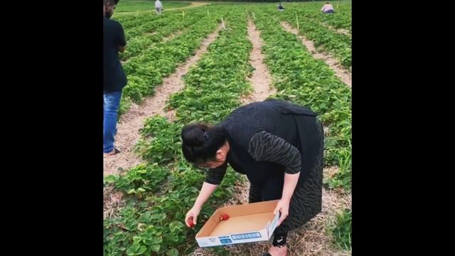 Strawberry Picking in Canada I Fredericton I New Brunswick. смотреть онлайн