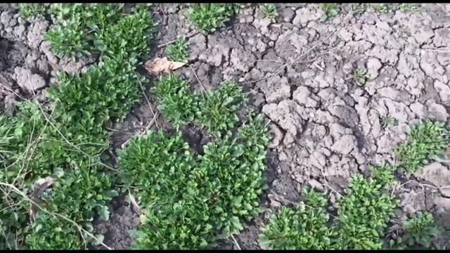 Начало сезона. Как перезимовал лук. Опять эксперименты! смотреть онлайн