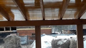 Спаривание быка с коровой__Бык покрыл __Случка коровы.Будем ждать  прибавления..mp4